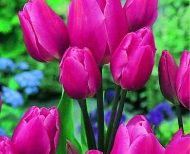 лале Multiflora Red Georgette